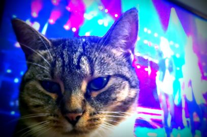 What I’m doing right now, includes: playing with feral cats & the $41 mill woman [June 2017]